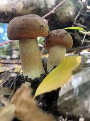 IMG_4446.thumb.jpeg.c717966d5556ed3592c03e4118e3df89.jpeg
