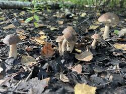 IMG_4466.thumb.jpeg.ec5d933906521c980a1c3bc58173a29c.jpeg