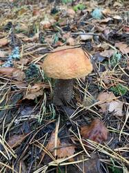IMG_4642.jpeg