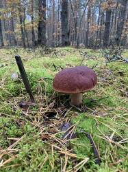 IMG_4653.jpeg