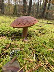 IMG_4676.jpeg