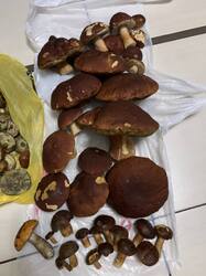 IMG_4725.jpeg