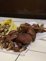 IMG_4729.jpeg