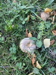 IMG_5123.jpeg