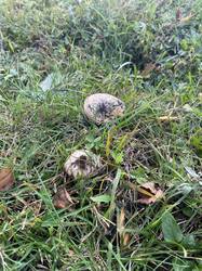 IMG_5124.jpeg