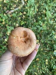 IMG_5132.jpeg