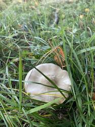 IMG_5149.jpeg