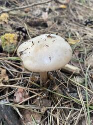 IMG_5156.jpeg