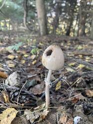 IMG_5158.jpeg