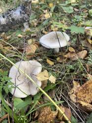 IMG_5679.jpeg