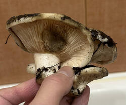 IMG_6029.thumb.jpg.9c80bafed30265218b0c65800a278d54.jpg