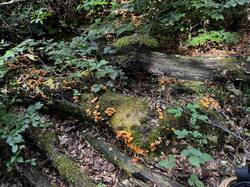 IMG_6422.jpeg