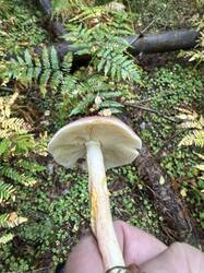 IMG_6446.jpeg