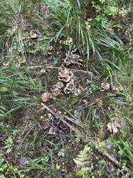 IMG_6451.jpeg