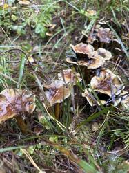 IMG_6452.jpeg