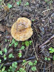 IMG_6459.jpeg