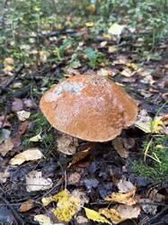 IMG_6466.jpeg