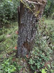 IMG_6479.jpeg