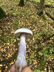 IMG_6489.jpeg