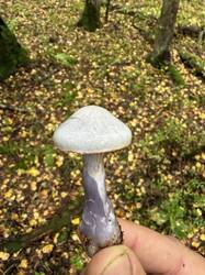 IMG_6490.jpeg