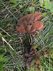 IMG_6509.jpeg