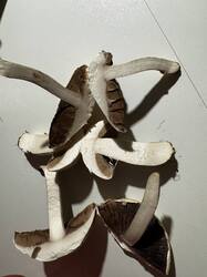 IMG_6525.jpeg
