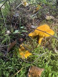 IMG_6553.jpeg