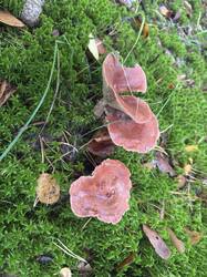 IMG_6555.jpeg
