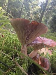 IMG_6556.jpeg