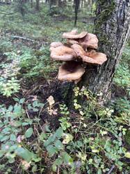 IMG_6557.jpeg