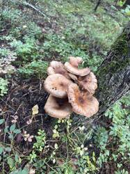 IMG_6558.jpeg