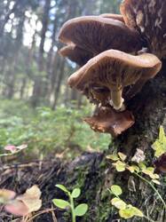 IMG_6559.jpeg