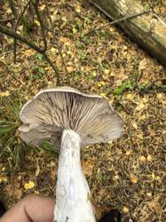 IMG_6741.jpeg