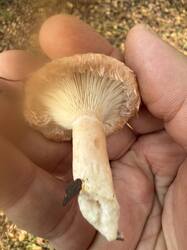 IMG_6766.thumb.jpeg.c5087b94f09ecd18310d3db8f142fd07.jpeg