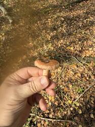 IMG_6767.jpeg