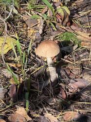 IMG_6773.thumb.jpeg.809663d939ba687fc40e103e07ea9719.jpeg