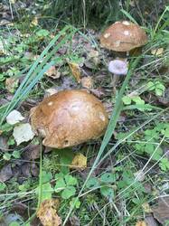 IMG_7478.thumb.jpg.06a70be2f1469b72361aee74d7139fe4.jpg