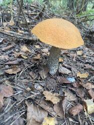 IMG_7483.thumb.jpg.e6b5f159d1b67a8da4fa00b2ef2b935b.jpg