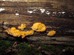 IMG_7602-1.thumb.jpg.c4e9d653f6da5dd4a439d008019a20ed.jpg