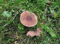 IMG_7794.thumb.JPG.301de6b44aa019e01bd7d937e38ba88c.JPG