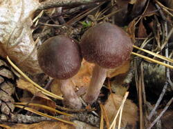 IMG_7915.thumb.JPG.4485cc9b05d190bb1739b7076e7b1646.JPG