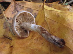 IMG_7917.thumb.JPG.4dddc3f3460cdacb0ec74638e1e70483.JPG