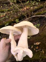 IMG_7924.jpeg