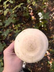 IMG_7926.jpeg