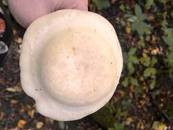 IMG_7929.jpeg