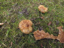 IMG_7940.thumb.JPG.ac6ae833357bc4a7ce3ea96f7beef41c.JPG