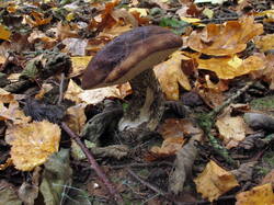 IMG_8037.thumb.JPG.b59c1146d9bfaf86b4a1fad357221fe4.JPG