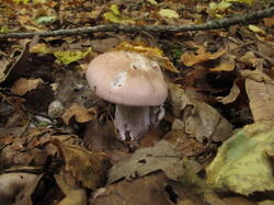 IMG_8080.thumb.JPG.bb229314dd2d5e4d6b096df22aac7b79.JPG