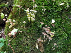 IMG_8250.thumb.JPG.4a30504ace035bb659df7cc2b462f45e.JPG