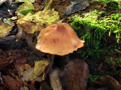 IMG_8330.thumb.JPG.1a4d5248cee36515527ae64de38ea2c8.JPG